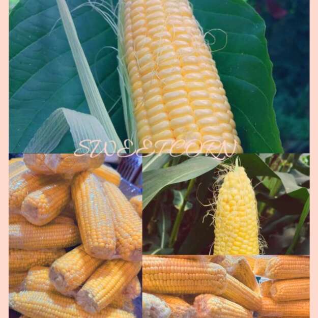 🌽Corn Bliss Sweet Corn 🌽